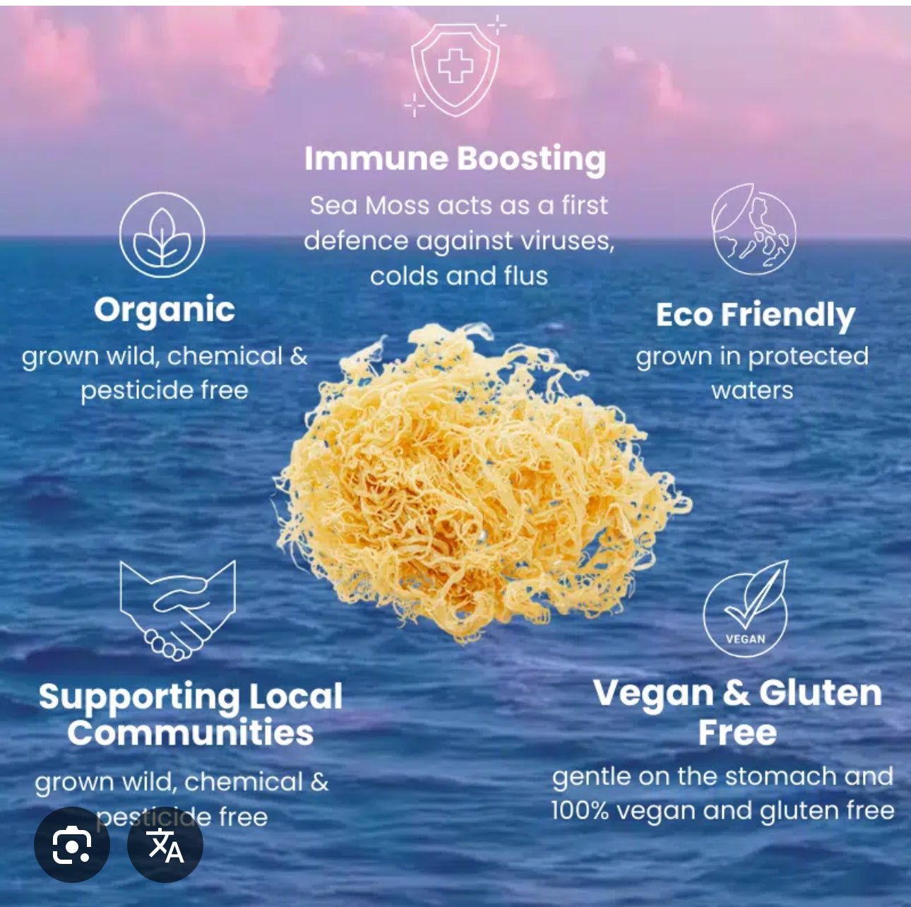 Sea Moss Gel 16oz.